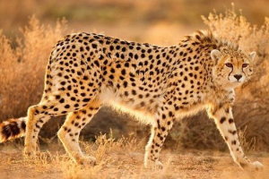 Азіатський гепард Азіатський гепард